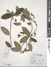 Lonicera japonica image