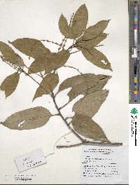 Castanopsis sclerophylla image