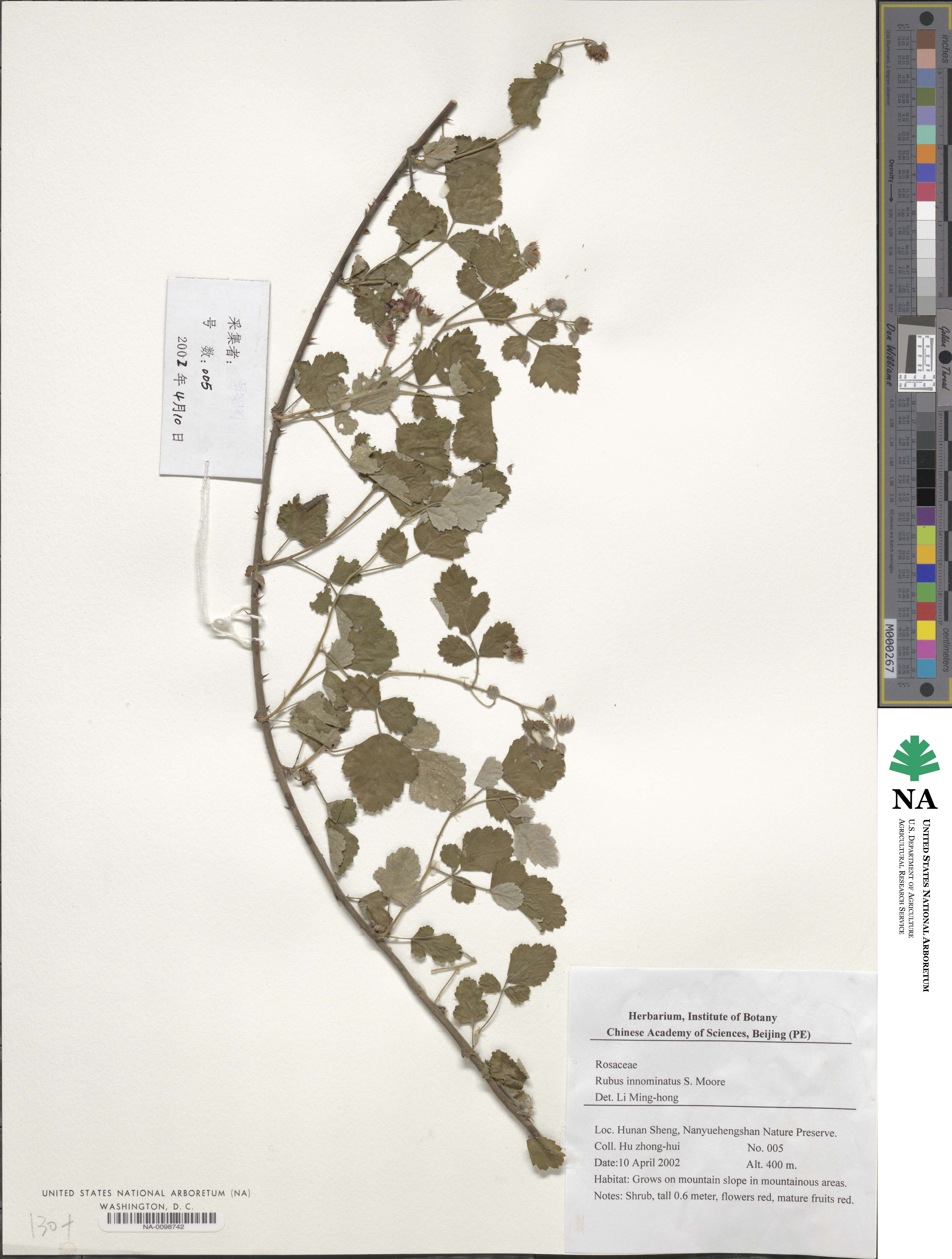 Rubus innominatus image