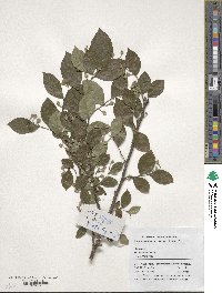 Styrax fortunei image