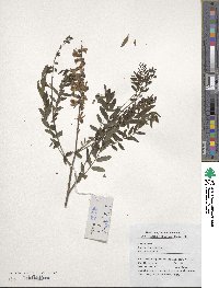 Sophora flavescens image