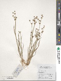 Juncus alatus image