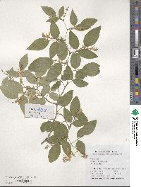 Lespedeza buergeri image