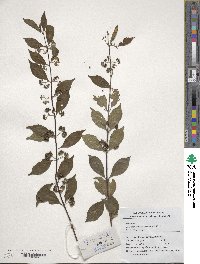 Callicarpa dichotoma image