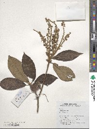 Clethra fabri image