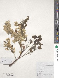 Robinia pseudoacacia image