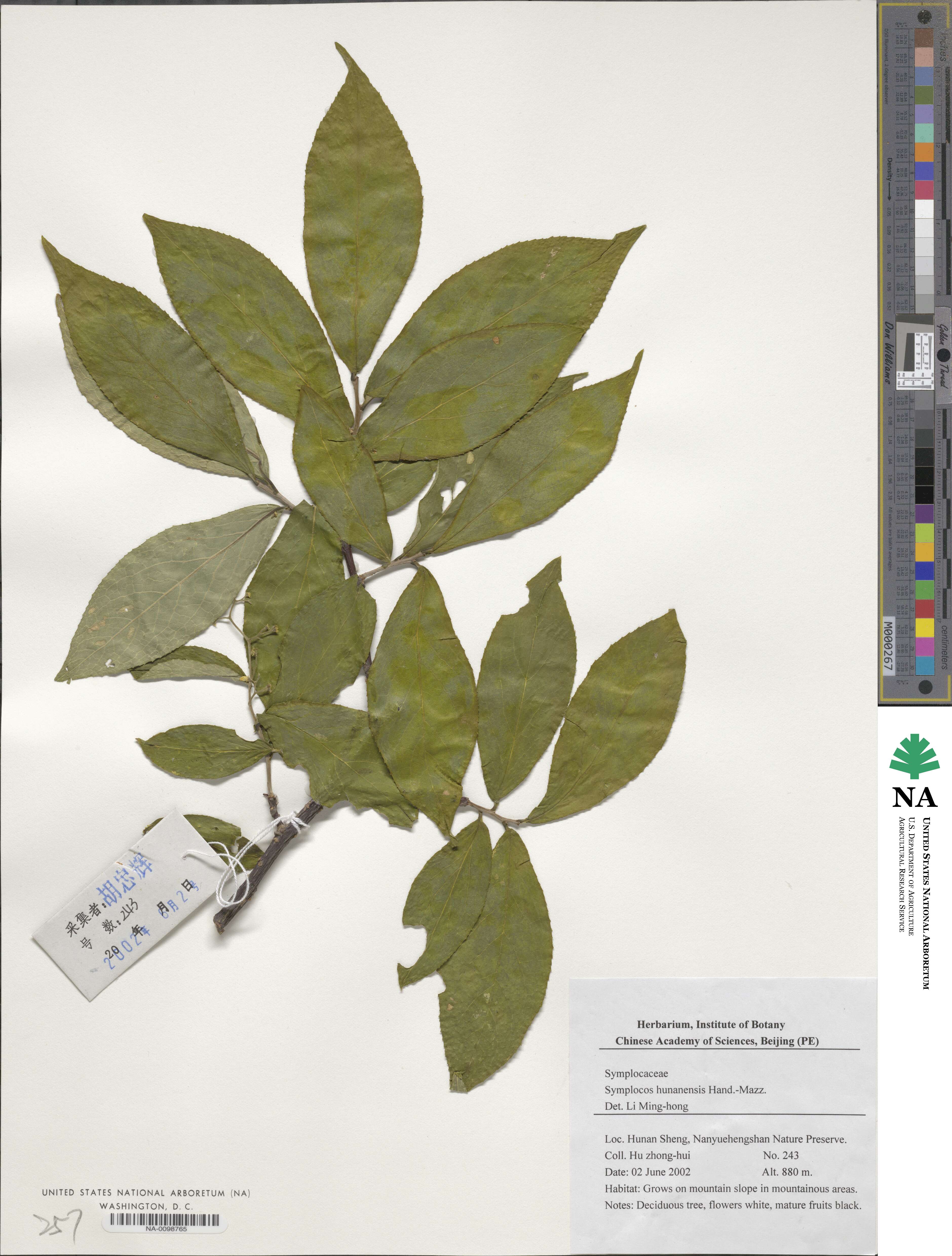 Symplocos paniculata image