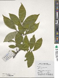 Symplocos paniculata image