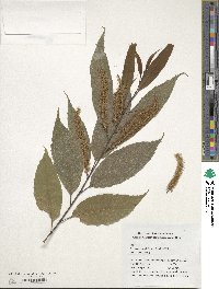 Castanea henryi image