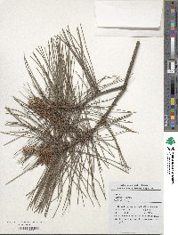 Pinus thunbergii image