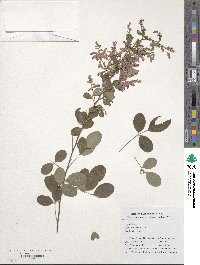 Lespedeza bicolor image