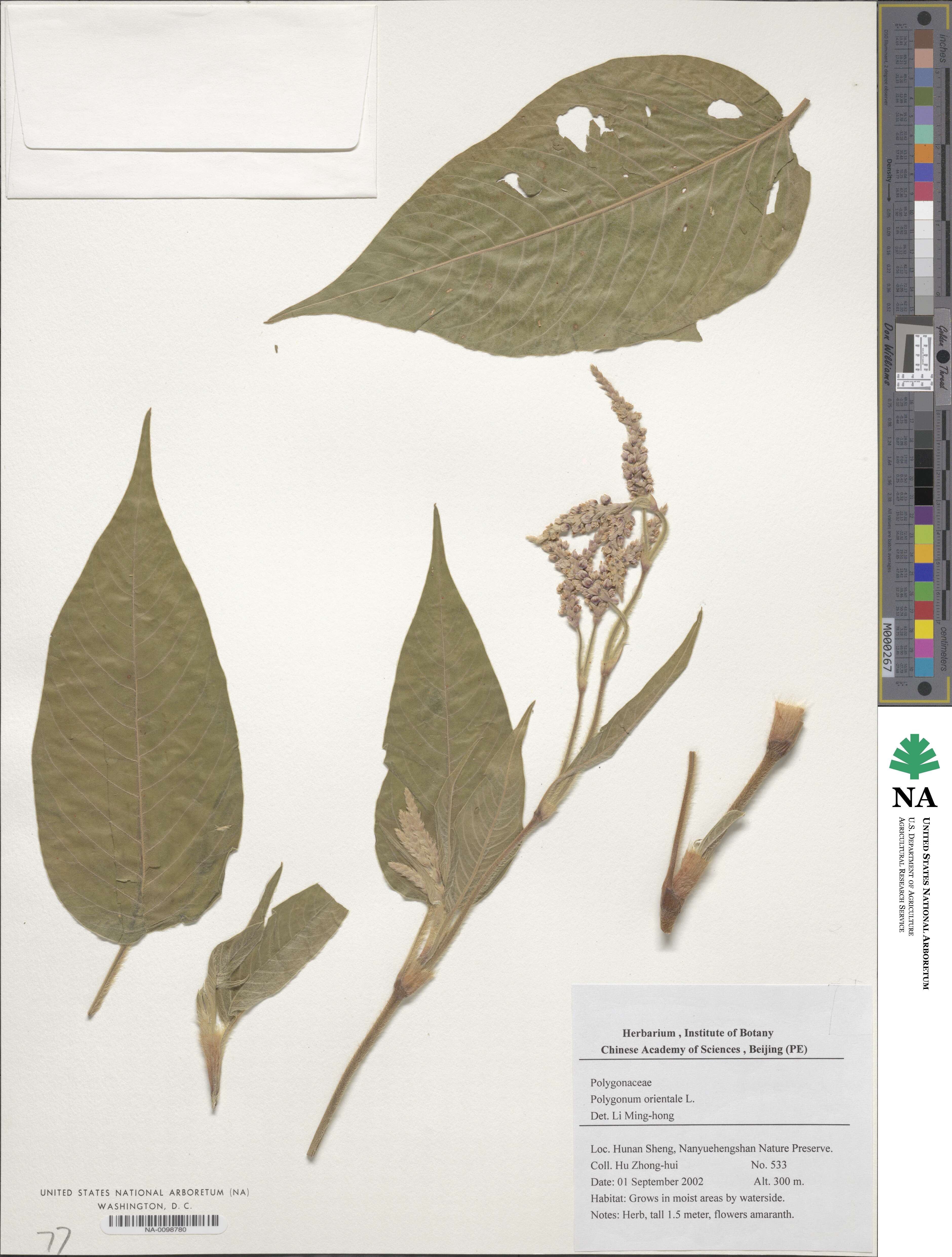 Persicaria orientalis image