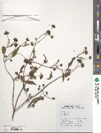 Bidens bipinnata image