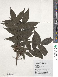 Platycarya strobilacea image