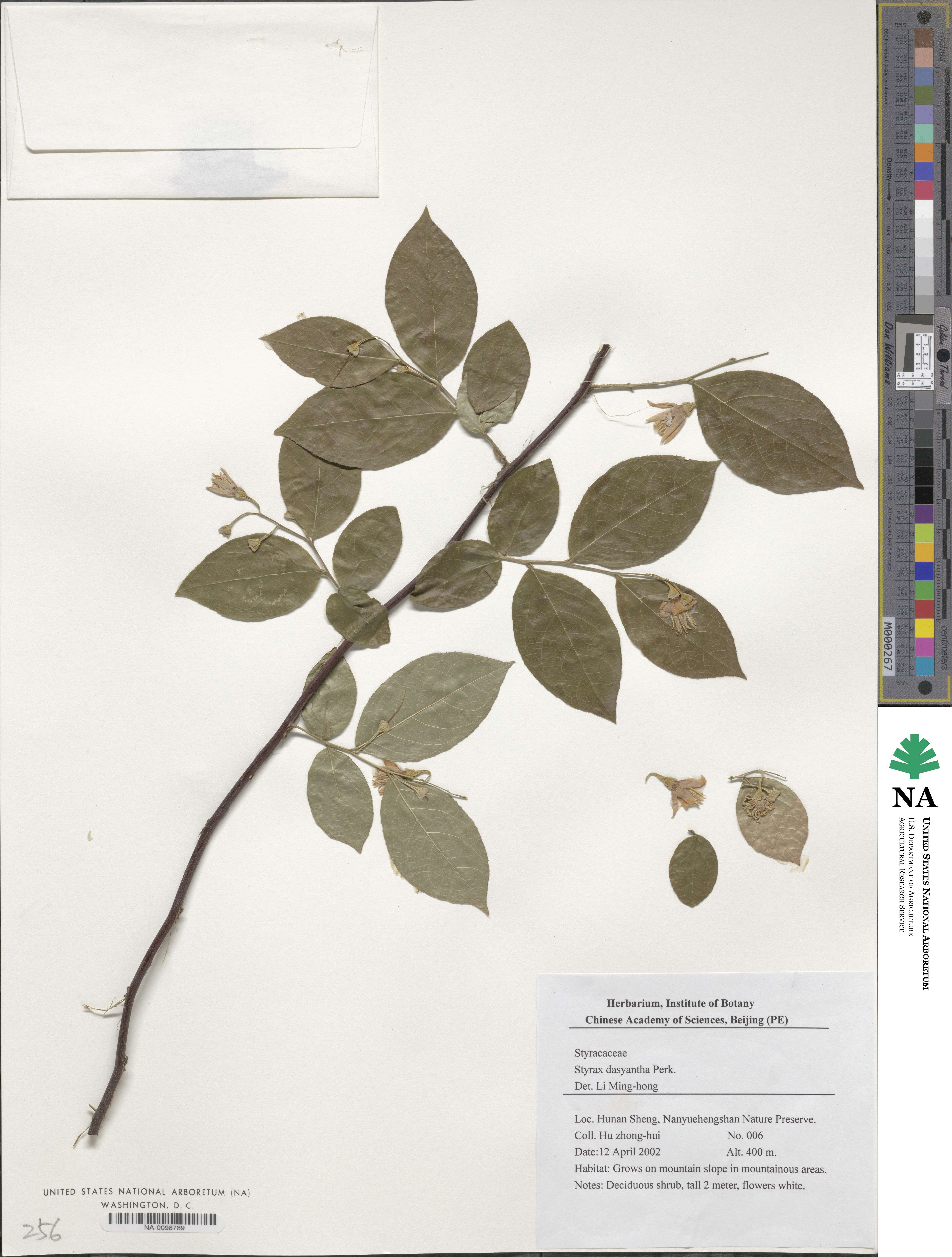 Styrax fortunei image