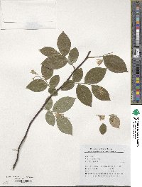 Styrax fortunei image