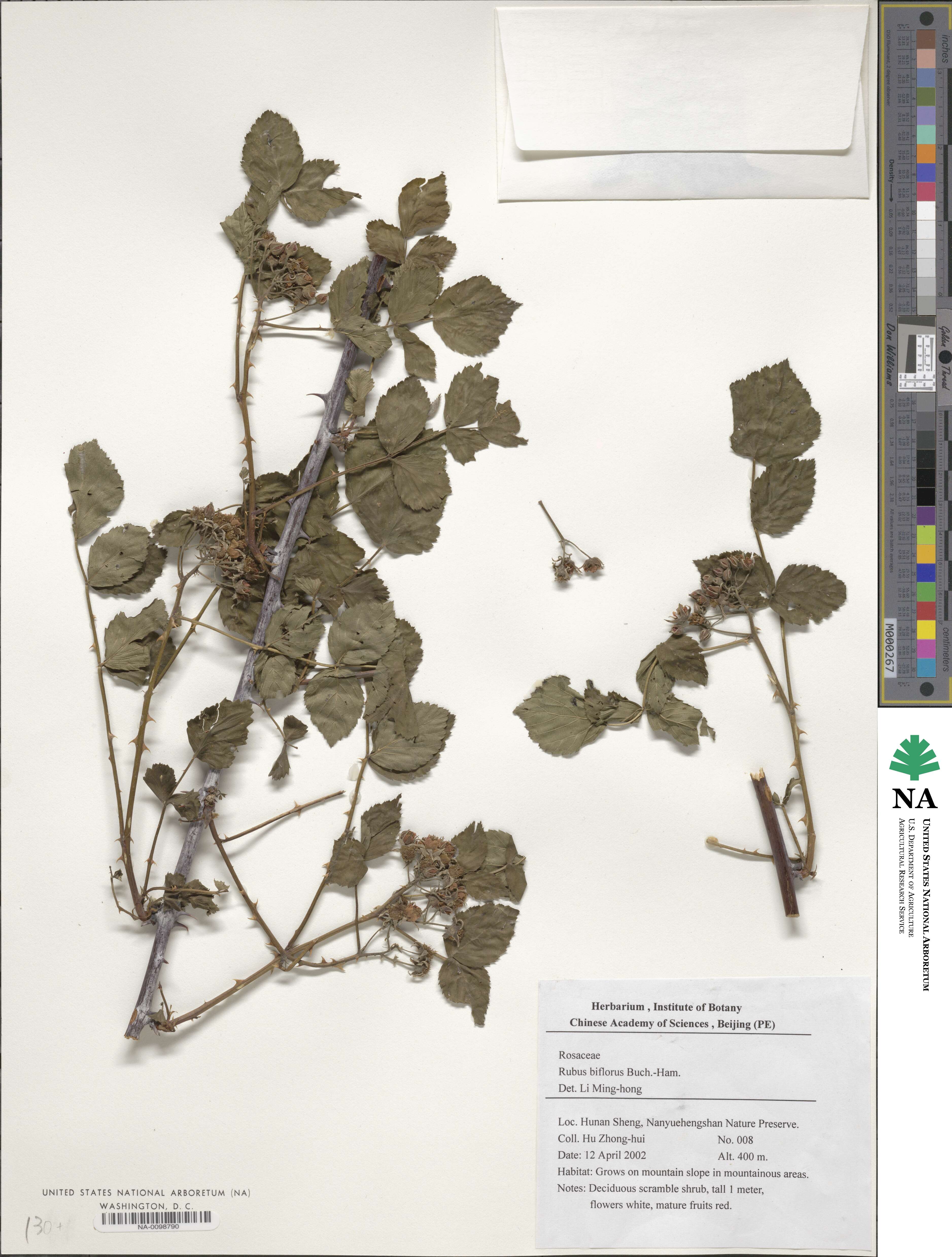 Rubus biflorus image