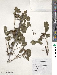 Rubus biflorus image