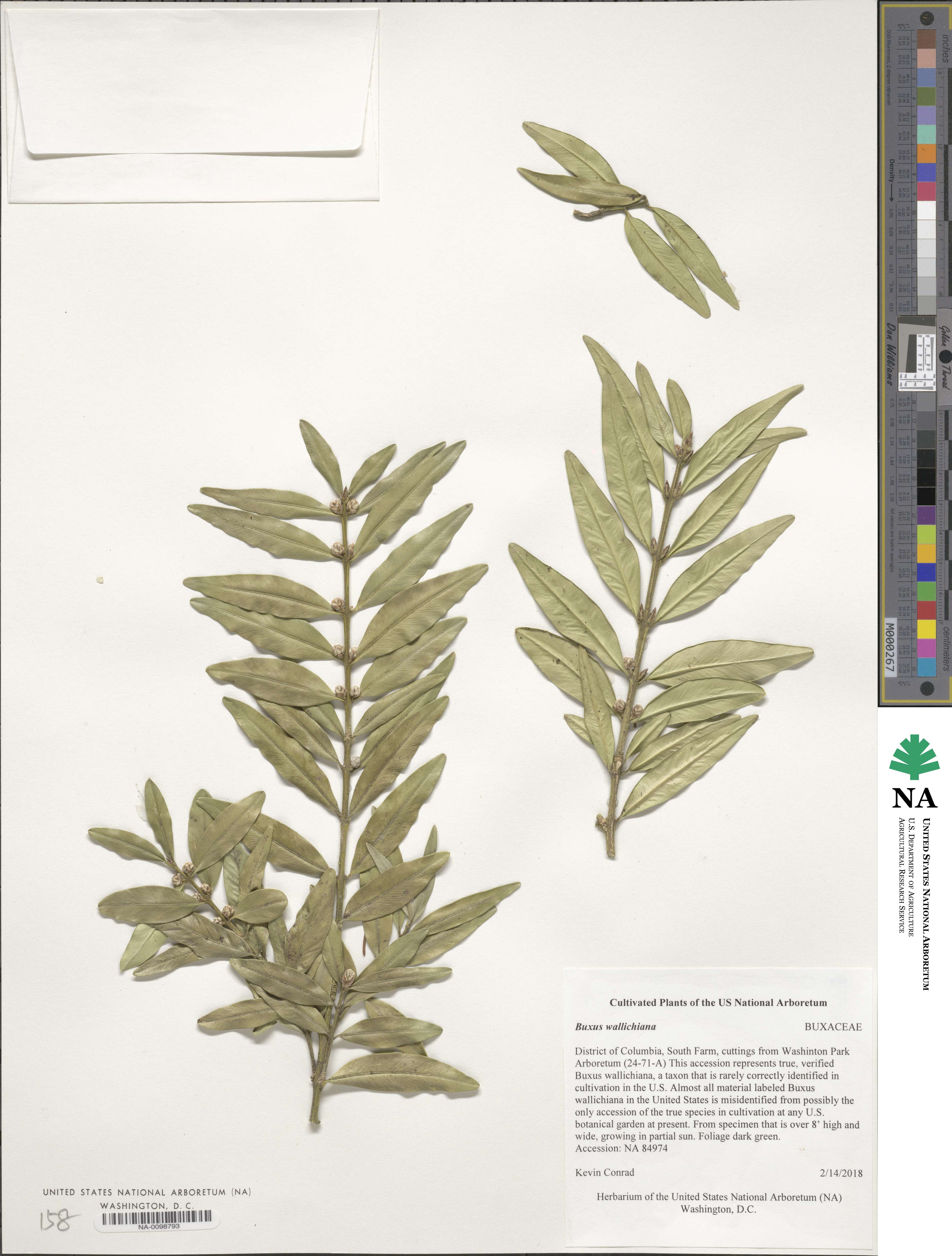 Buxus wallichiana image
