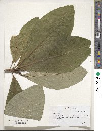 Magnolia tripetala image