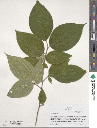 Stewartia ovata image