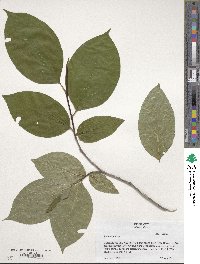 Stewartia ovata image