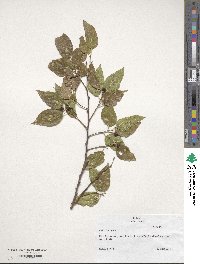 Celtis laevigata image