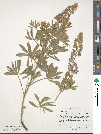 Lupinus argenteus image