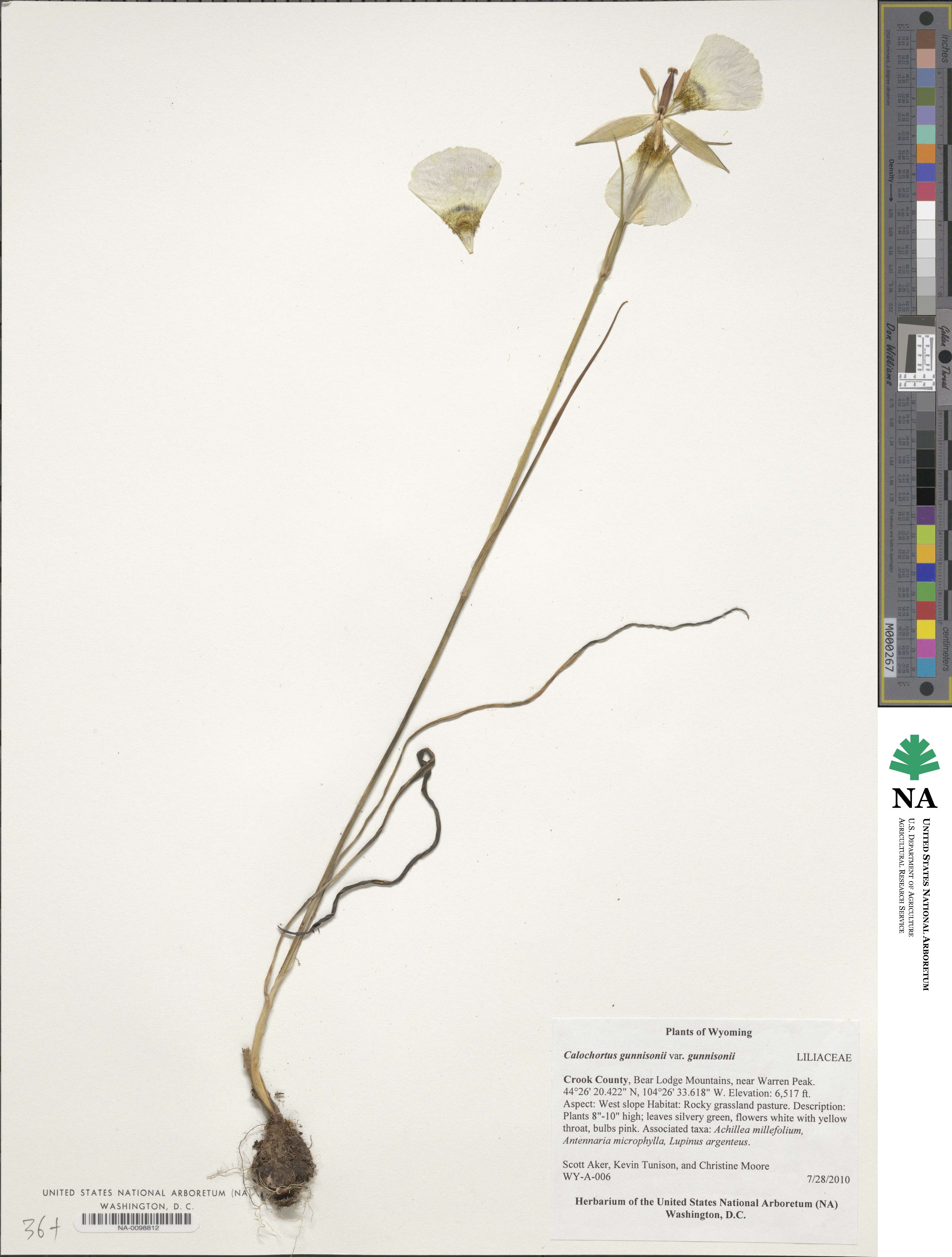 Calochortus gunnisonii var. gunnisonii image