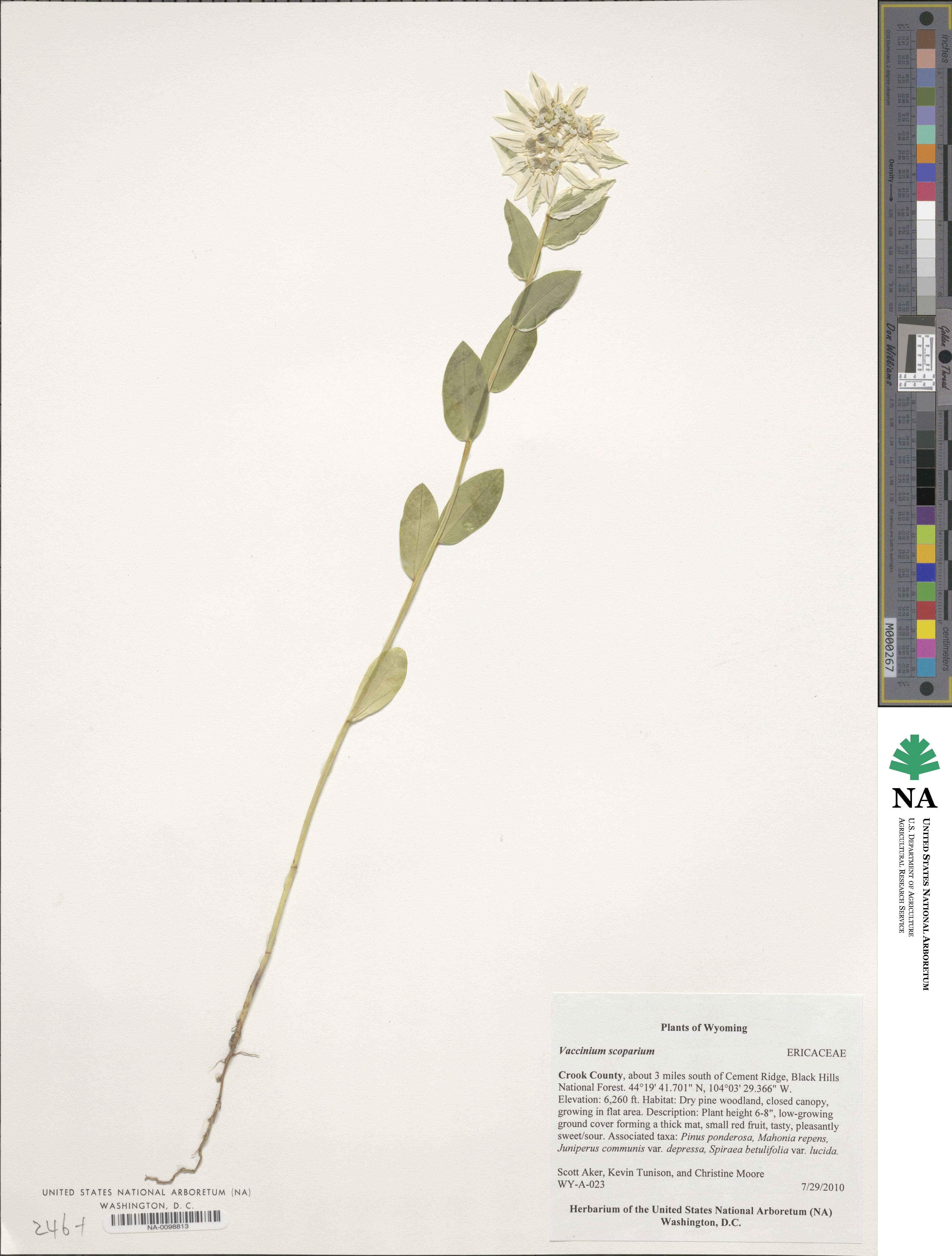 Vaccinium scoparium image