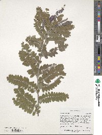 Amorpha canescens image