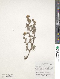 Potentilla concinna image