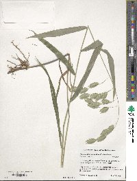 Chasmanthium latifolium image