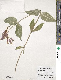 Spigelia marilandica image