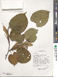 Tilia chinensis image