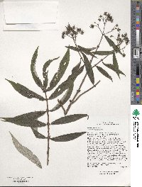 Deutzia longifolia image