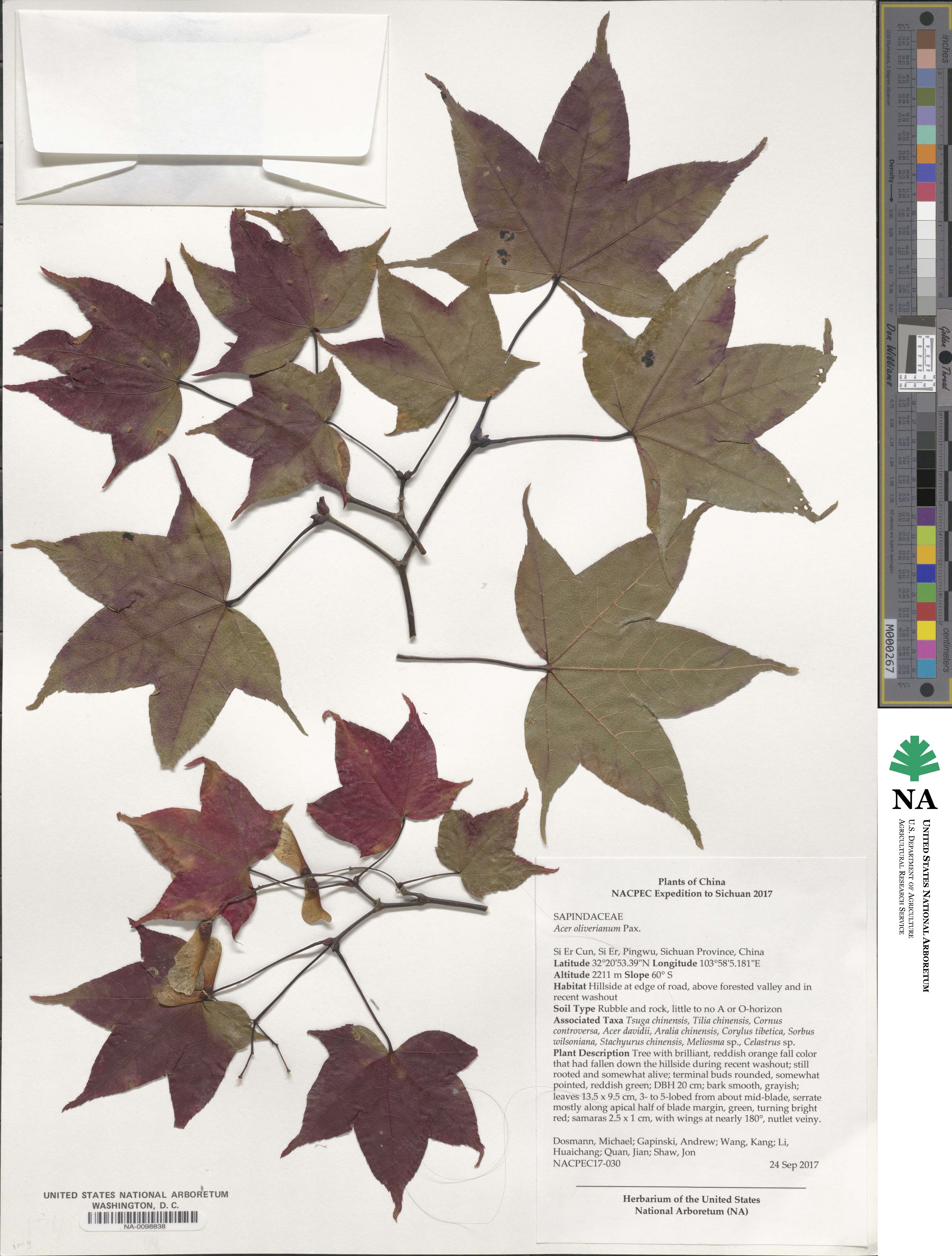 Acer oliverianum image