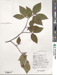 Fagus engleriana image