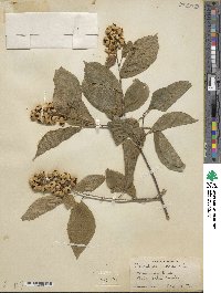 Celastrus scandens image