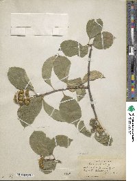 Celastrus scandens image