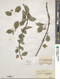 Celastrus scandens image