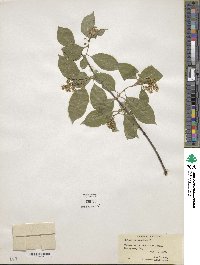 Celastrus scandens image