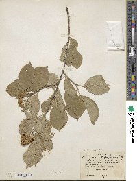 Celastrus scandens image