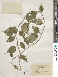 Celastrus scandens image