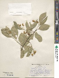 Celastrus scandens image