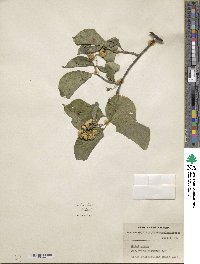 Celastrus scandens image