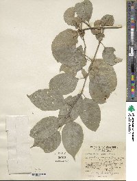 Celastrus scandens image