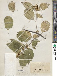 Celastrus scandens image