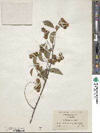 Celastrus scandens image