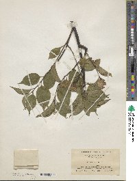 Celastrus scandens image